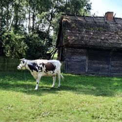 zwiedzanie Muzeum Wsi Mazowieckiej w Sierpcu